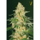 Семена марихуаны Super Extra Skunk fem. Victory Seeds