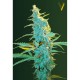 Насіння марихуани Ultra Power Plant fem. Victory Seeds