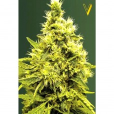 White widow feminised (Victory Seeds)