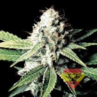 Spanna Seeds auto Amnesia feminised