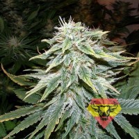Spanna Seeds auto Big Bud feminised