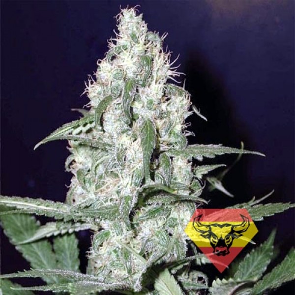 Семена конопли Spanna Seeds auto Cheese feminised