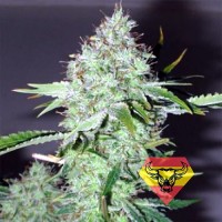 Spanna Seeds Big Bud feminised