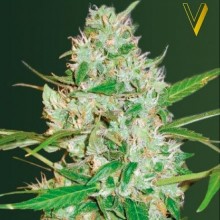 Victory Seeds Auto Red Russian XXL Feminised