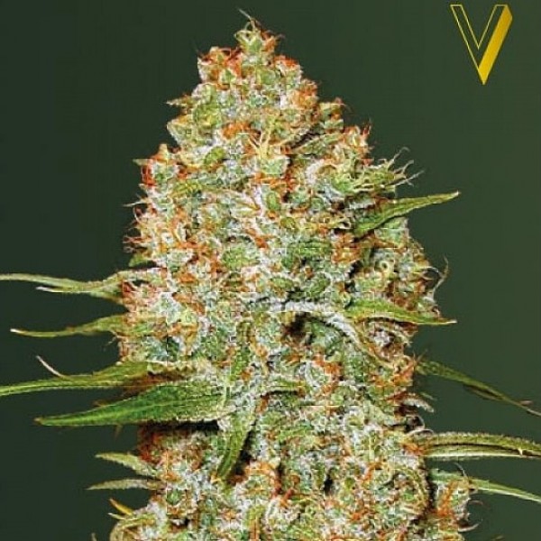 Насіння коноплі Victory Seeds auto Amnesium feminised