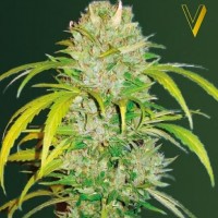 Victory Seeds auto Big Angel feminised