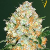 Victory Seeds auto Bubblegum+ Pro feminised