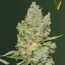 Victory Seeds auto Critical feminised