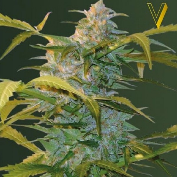 Семена конопли Victory Seeds auto Heaven feminised