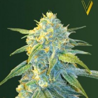 Victory Seeds auto Northern Light feminised