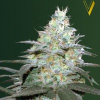 Victory Seeds auto Original Berry feminised