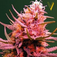 Victory Seeds auto Seemango feminised