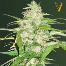 Victory Seeds auto Ultra Power Plant feminised