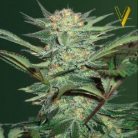 Victory Seeds auto White Widow feminised