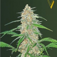 Victory Seeds AK-77V feminised