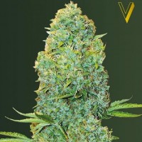 Victory Seeds Amnesia Haze feminised