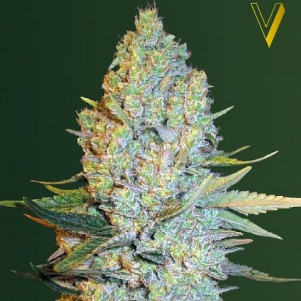 Семена конопли Victory Seeds Amnesium feminised