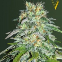 Victory Seeds Parmesan feminised