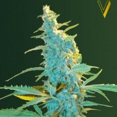 Victory Seeds Ultra Power Plant feminised
