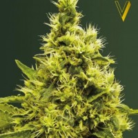 Victory Seeds White Widow feminised