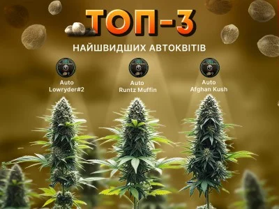 ТОП-3 автоквіти з найшвидшим циклом цвітіння