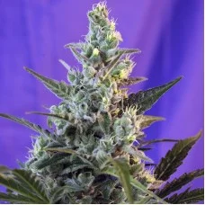 Errors-Seeds auto Sweet Cheese feminised Україна