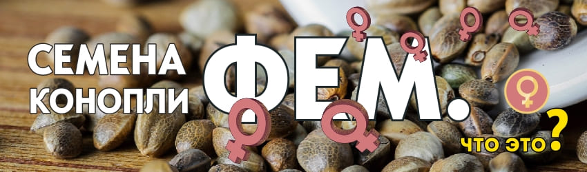  Что значит феминизированные семена конопли?