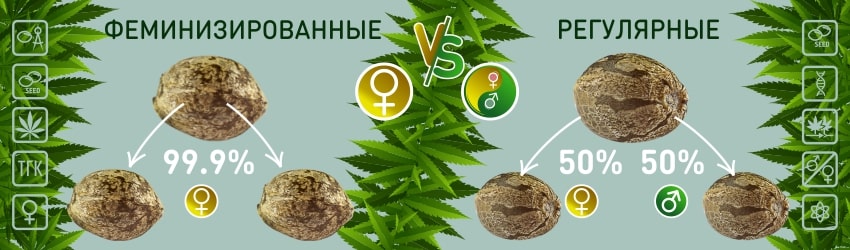 Феминизированные семена и регулярная конопля: в чем разница?