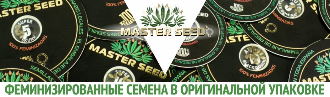MASTER SEED - семена марихуаны в оригинальной упаковке