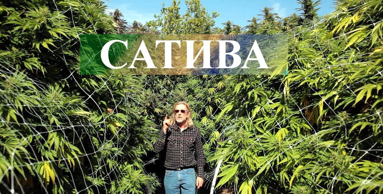 Самый большой куст марихуаны в мире браузер тор для айпада hydra2web