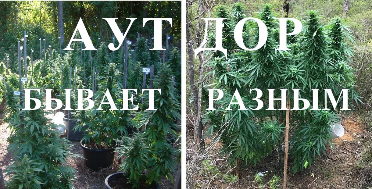 Выращивания марихуаны в открытом грунте марихуана и джобс