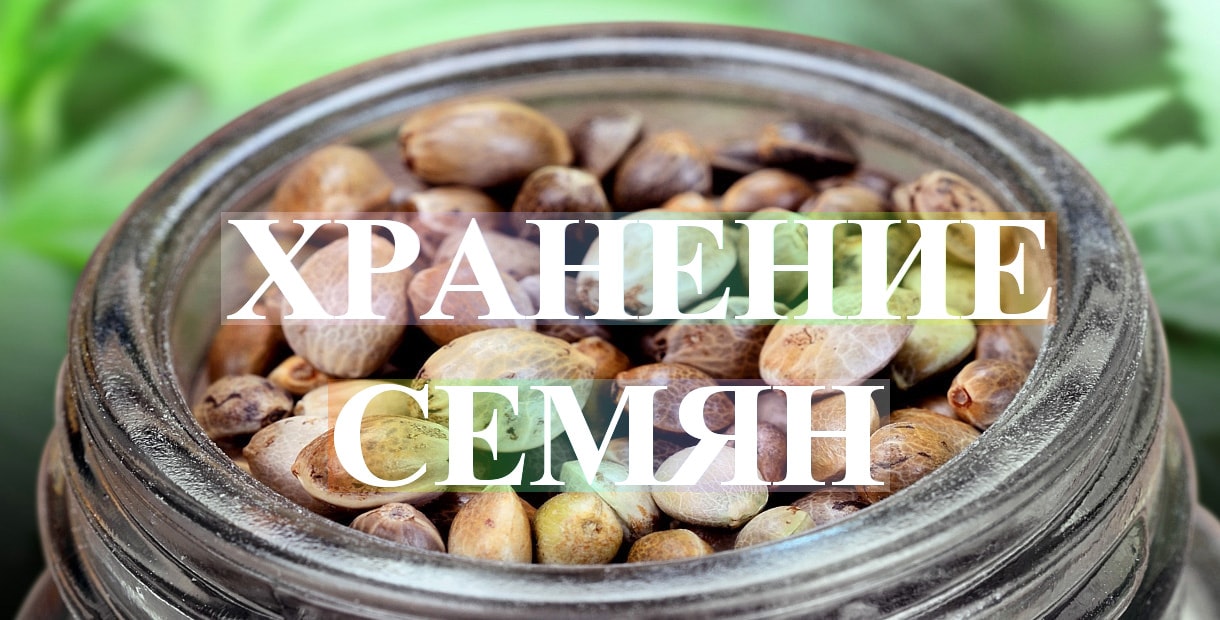 Сколько храниться семя конопли зерна конопли украина