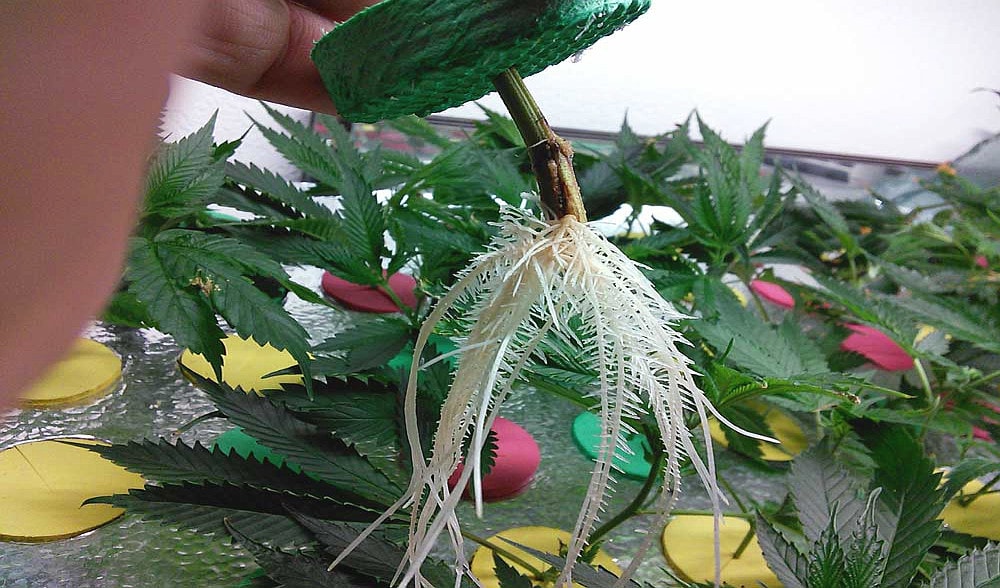 Конопля гниют корни как быстро очистится от марихуаны