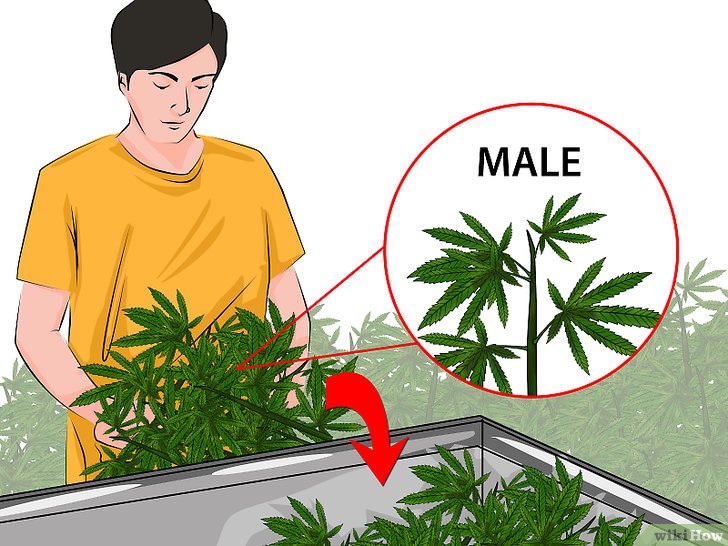 как феминизировать марихуану