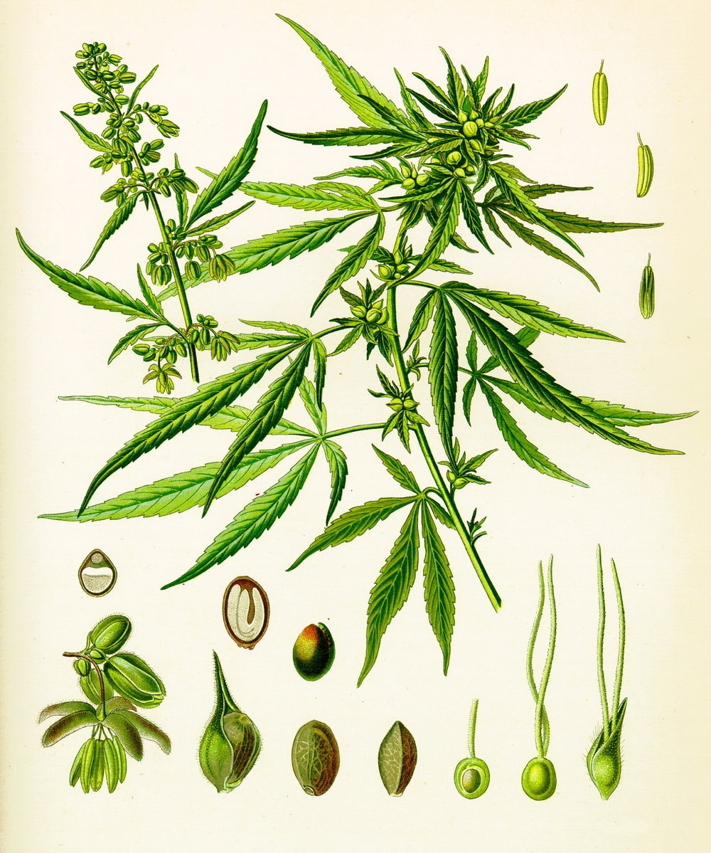 Отличить женское растение конопли марихуана внешние признаки и