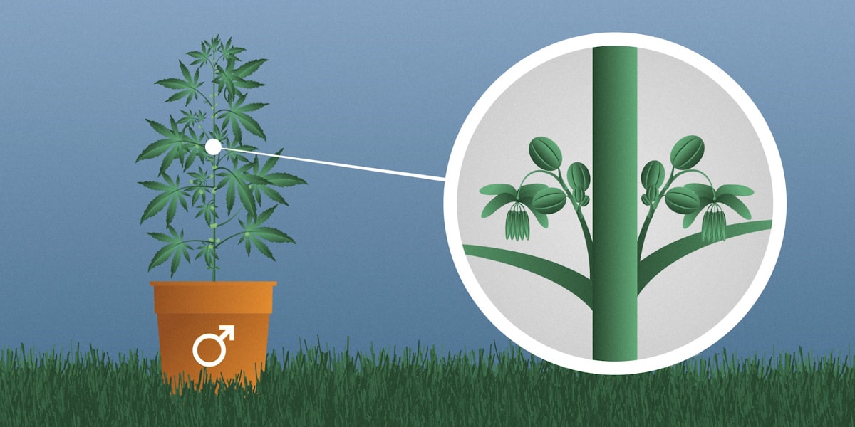 Конопля как определить пустоцвет какие горшки нужны для марихуаны