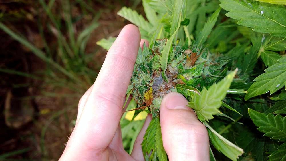 Выращивание марихуаны плесень саженцы русские семена