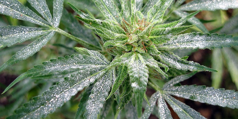 Болезни растений марихуаны окурок марихуаны
