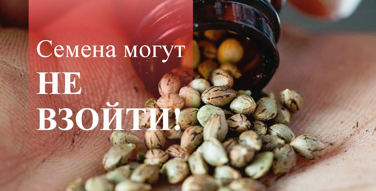 Через сколько дней всходят семена конопли автоцветущие семена марихуаны украина