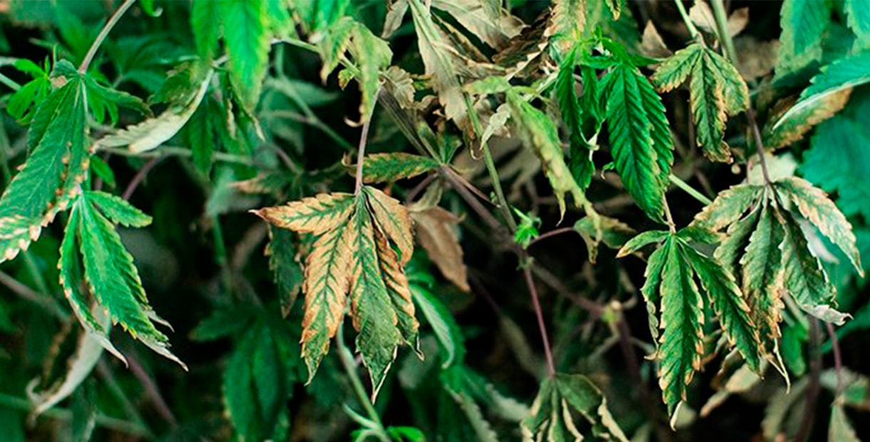 Сколько раз в неделю поливать марихуану остатки стеблей конопли и льна после трепания и чесания