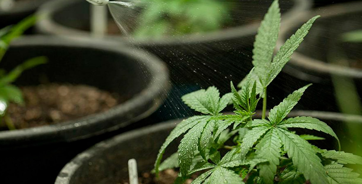 Выращивание марихуаны полив тор браузер расширение hydra
