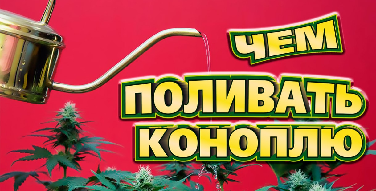 Поливание конопли марихуаной в иркутске