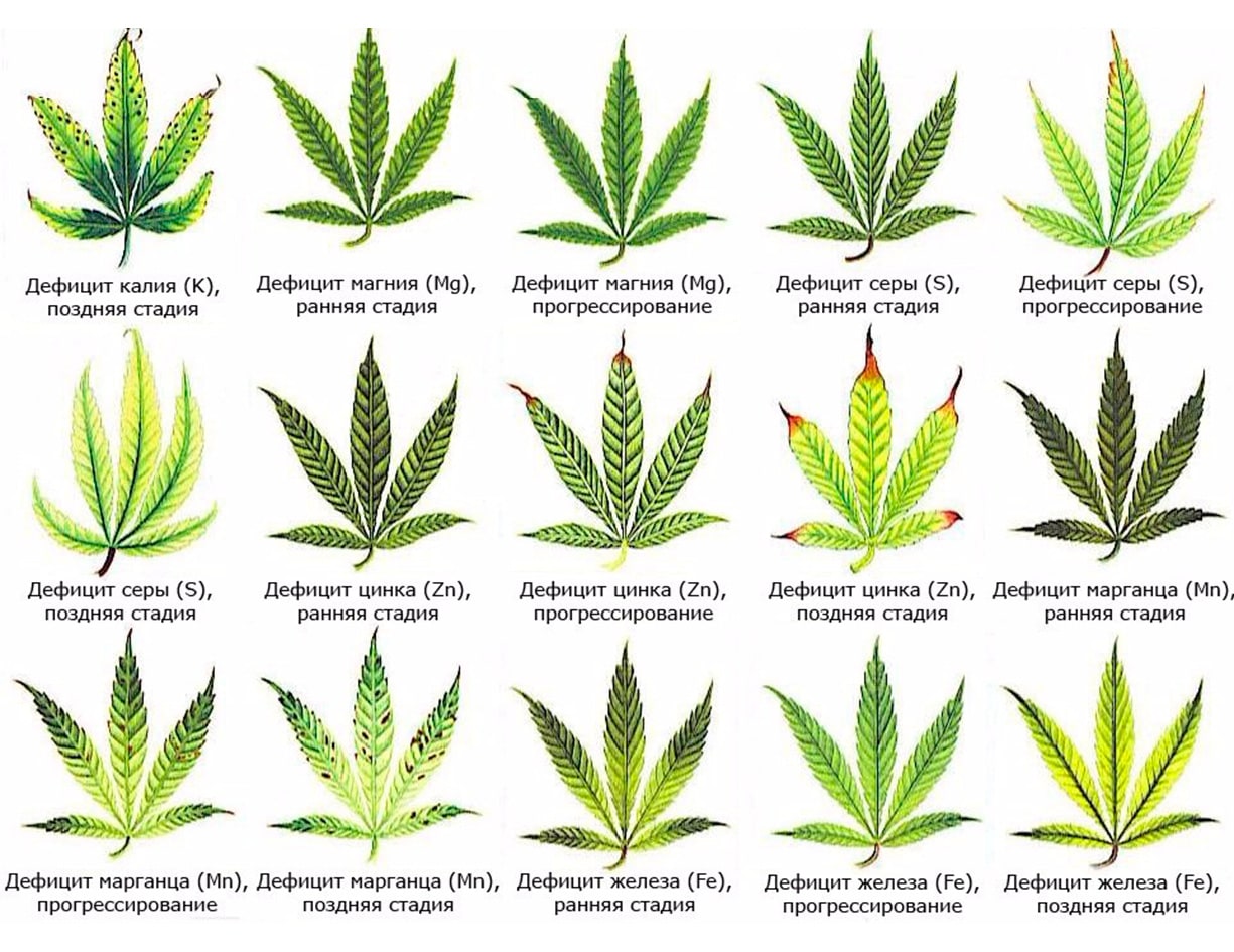 Желтые пятна на листьях марихуаны рега наркотик цена