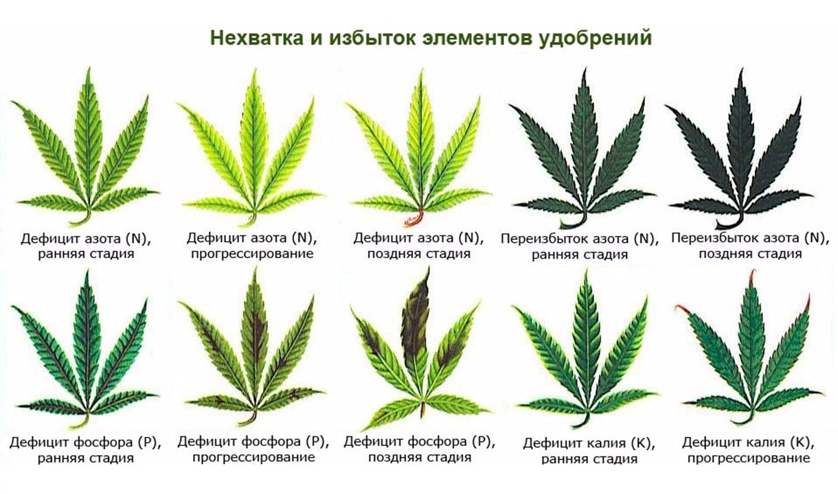 болезни марихуаны листьев