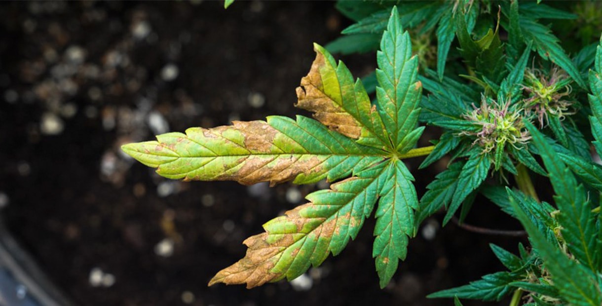 почему у марихуаны желтеют листья