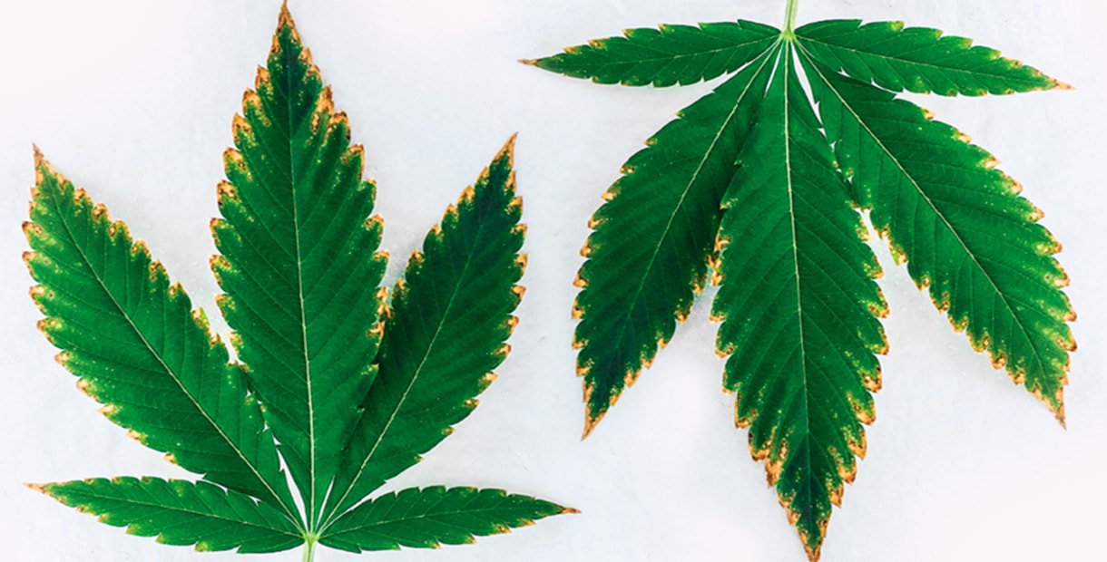 почему желтеют листья у марихуаны