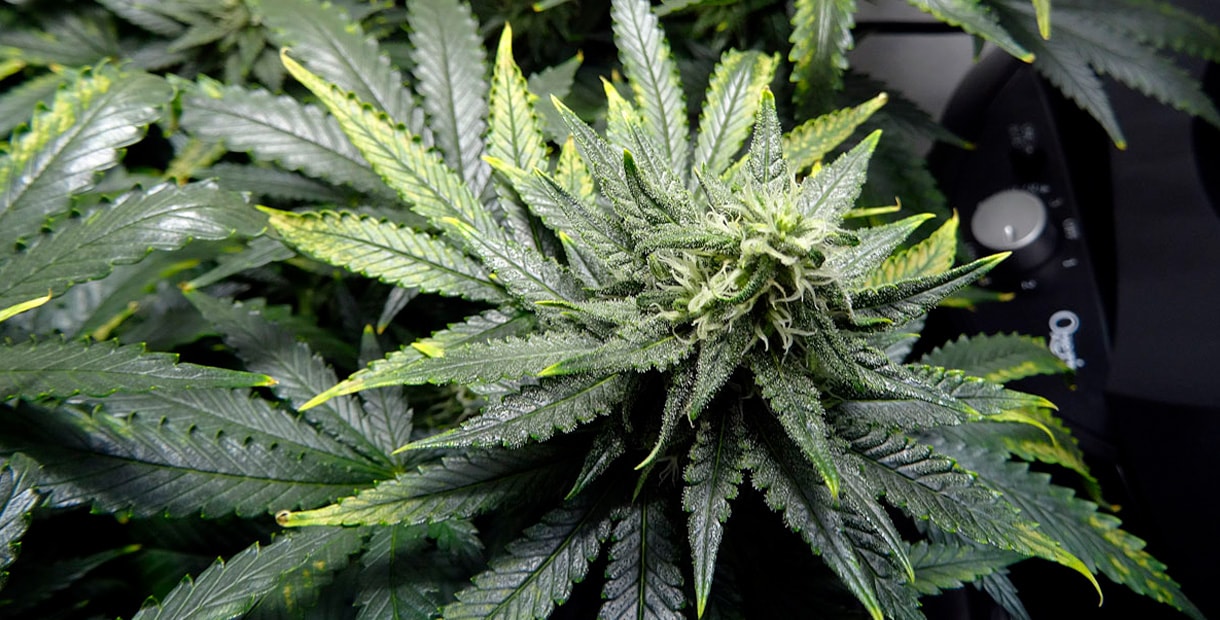 От чего светлеют листья на конопле как правильно проращивать семена марихуаны