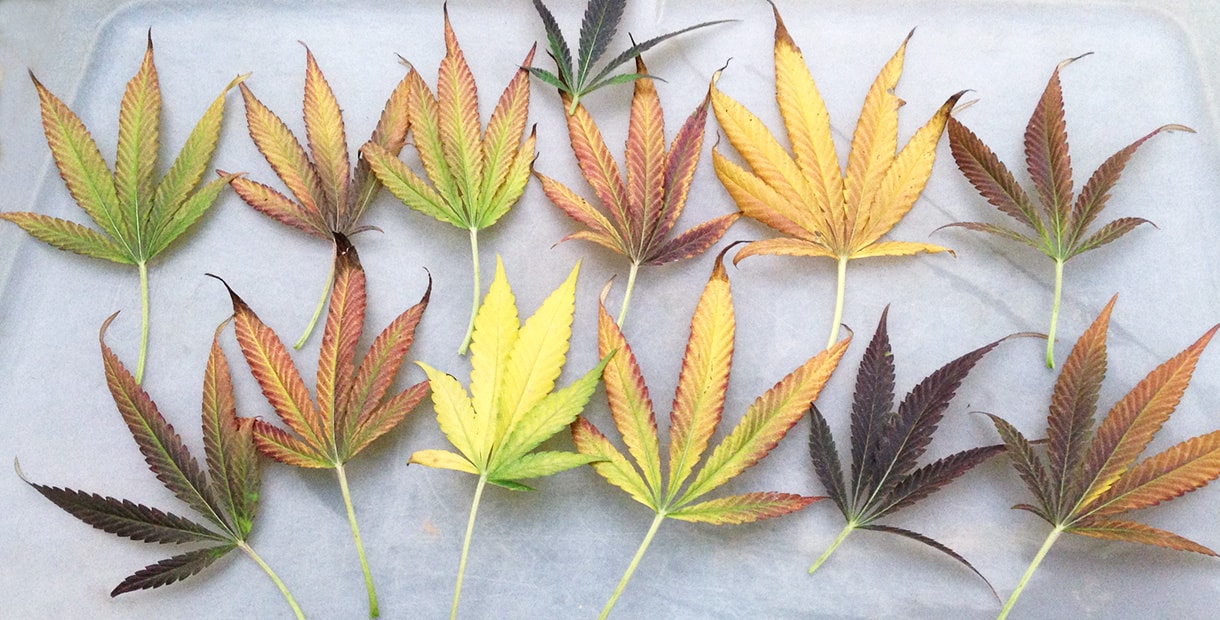 Почему нижние листья конопли желтеют марихуана в ведах
