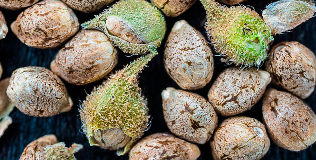 Семена конопли можно хранить до фен наркотик это