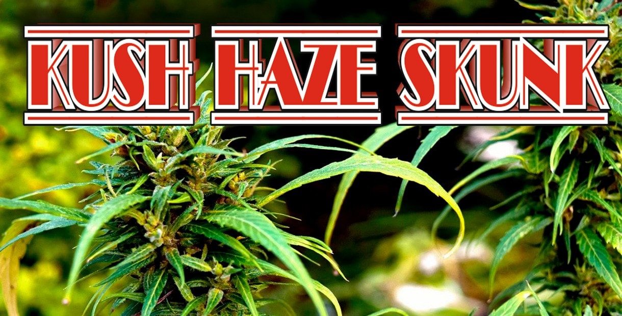 Конопля haze как выращивать марихуану домашних условиях